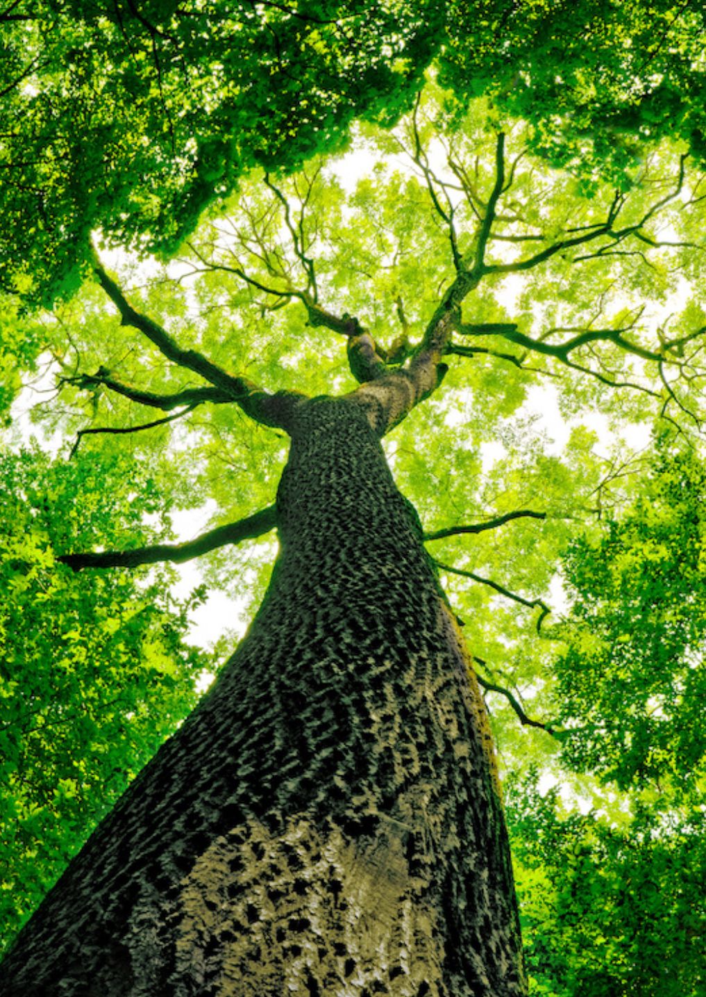 Soins aux arbres par arboriste dans le Jura — SAS POLYVIER